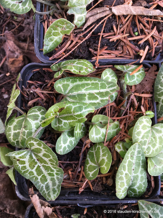Asarum takasago 'Saisin'