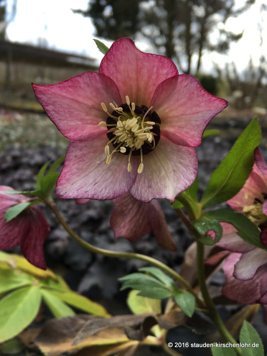 Helleborus x hybridus 'Roter Januar'