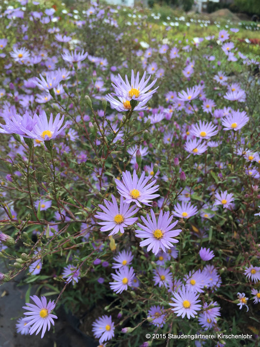 Symphyotrichum turbinellum 'JS El Fin' ®