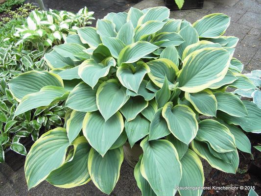 Hosta 'Regal Splendor'
