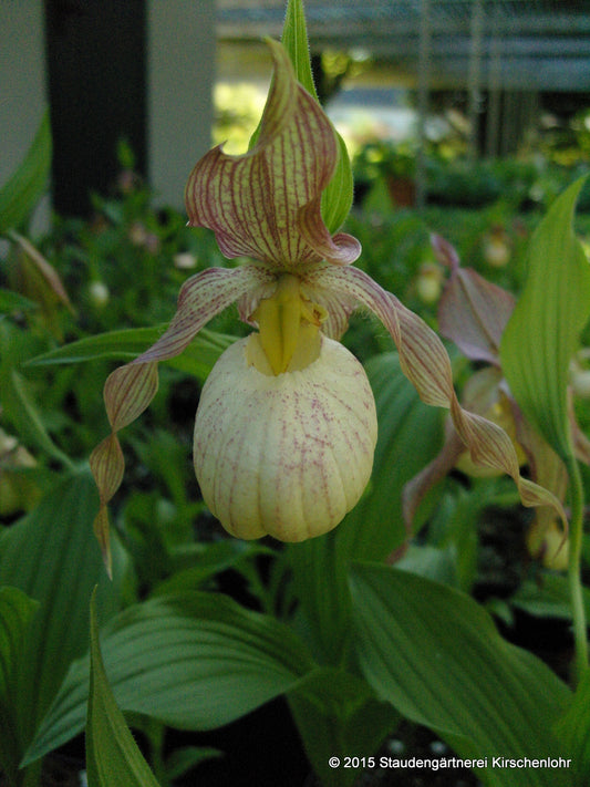 Cypripedium 'Aki hell' NIS