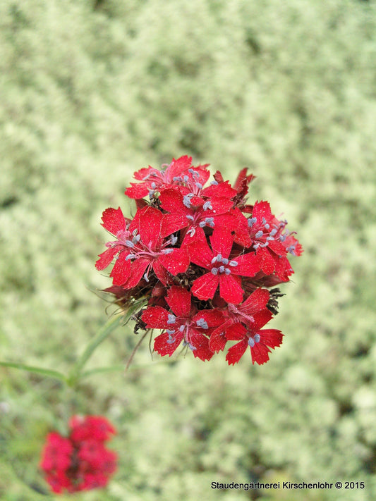 Dianthus cruentus