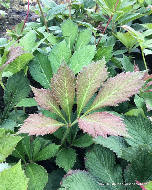 Rodgersia 'Die Anmutige'