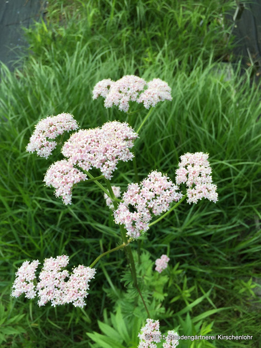 Valeriana officinalis