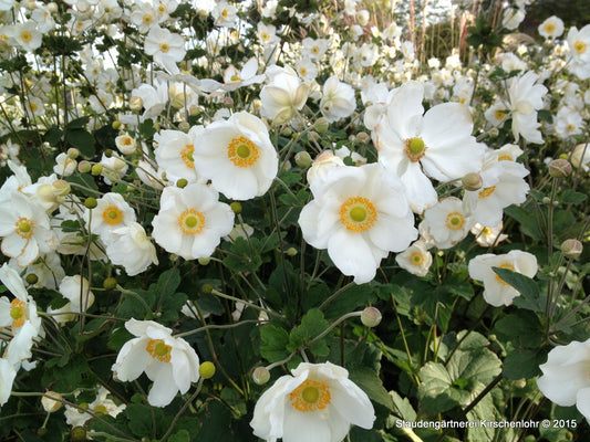 Anemone (Autumn Elegans Group) 'Honorine Jobert'