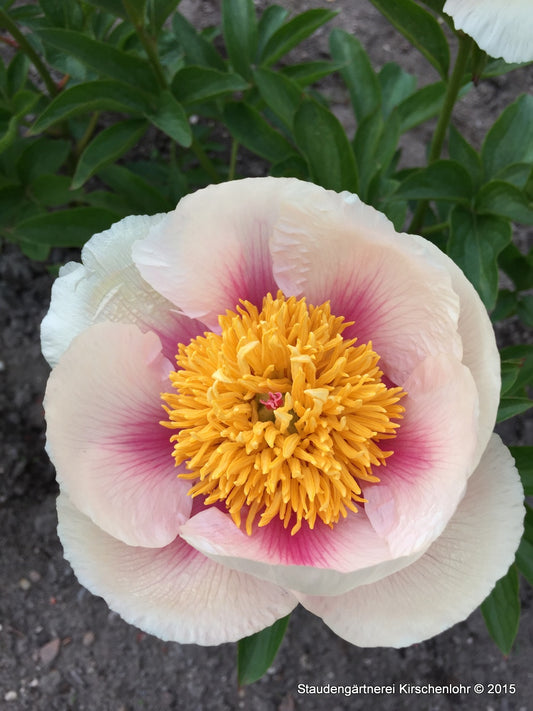 Paeonia 'Athena'