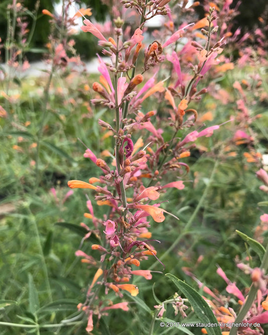 Agastache 'Pink Sunrise'