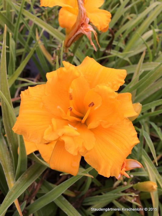 Hemerocallis 'Palatina Orange Bouquet'   NIS