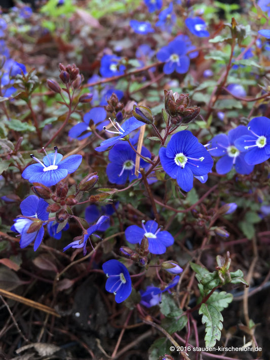 Veronica umbrosa 'Georgia Blue' (peduncularis)