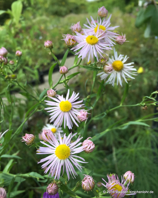 Boltonia asteroides 'Pink Beauty'