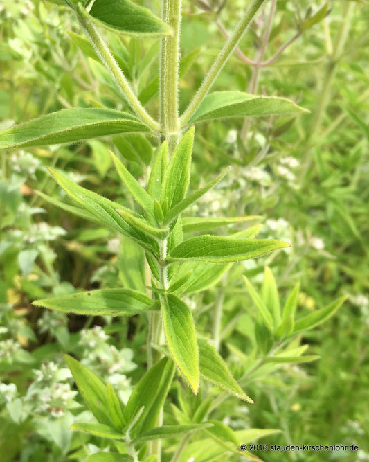 Pycnanthemum pilosum