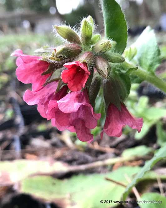 Pulmonaria rubra 'Red Start'