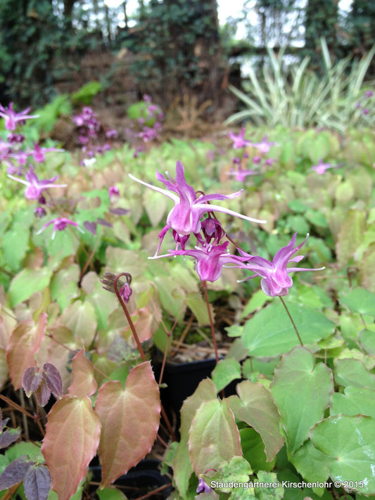 Epimedium grandiflorum 'Lilafee'