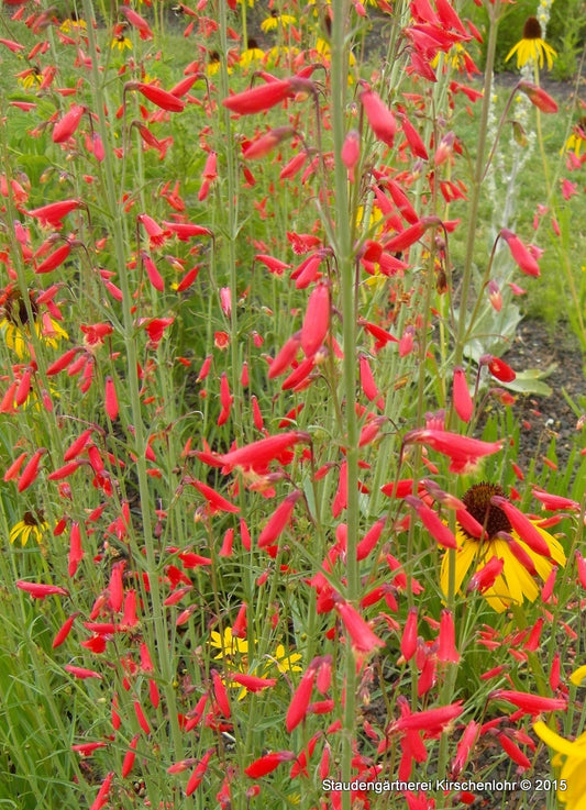 Penstemon barbatus 'Coccineus'