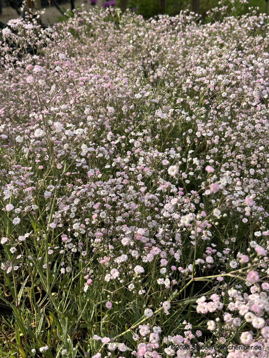 Gypsophila 'Festival Pink'