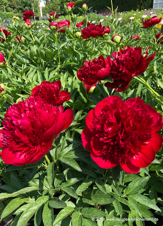 Paeonia 'Red Charm'