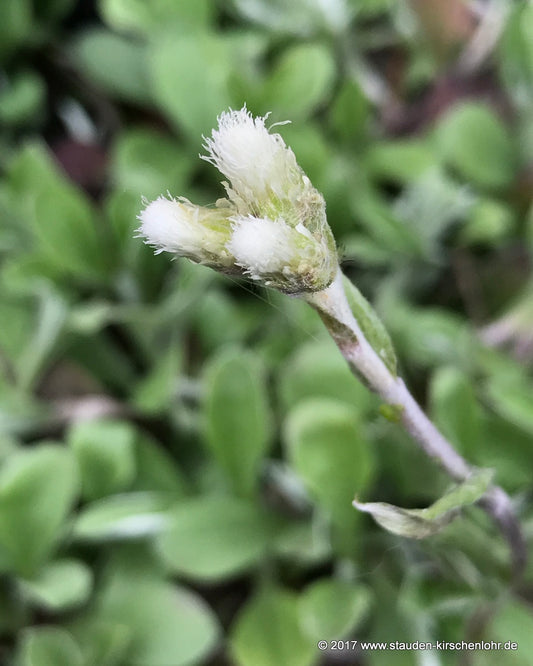 Antennaria plantaginifolia