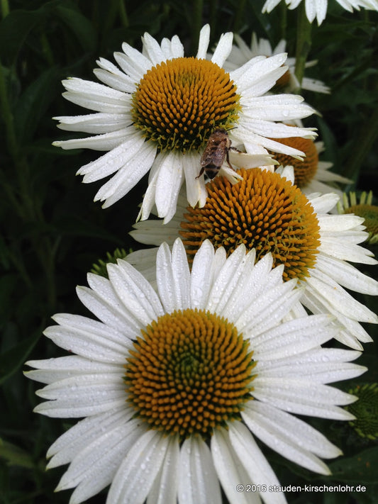 Echinacea 'White Meditation' ®