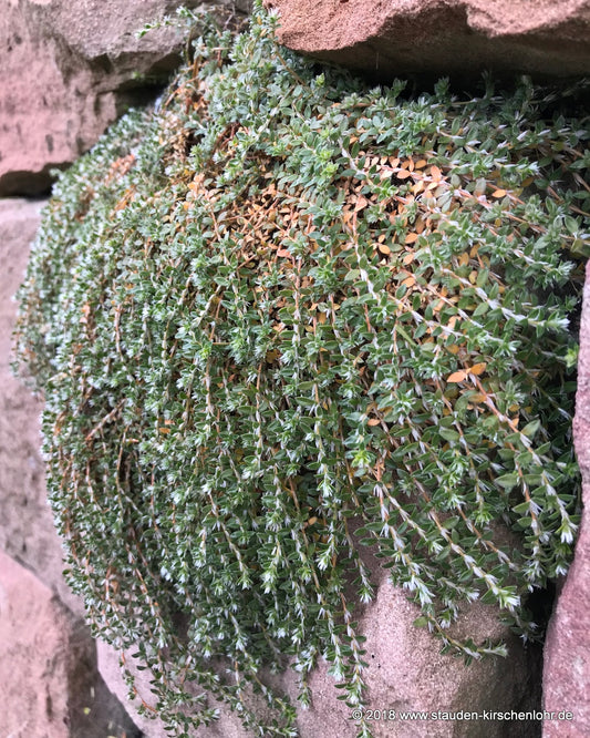 Paronychia kapela subsp. serpyll. 'Brinstead Gold'