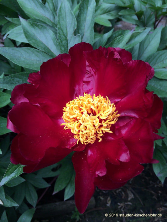 Paeonia 'Sorcerer'