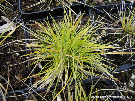 Festuca cinerea 'Golden Toupee'