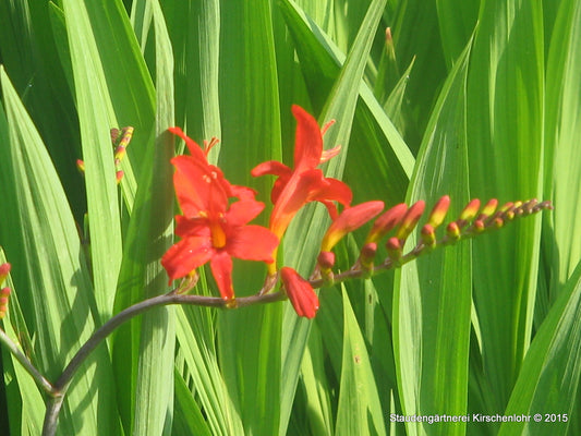 Crocosmia 'Lucifer'