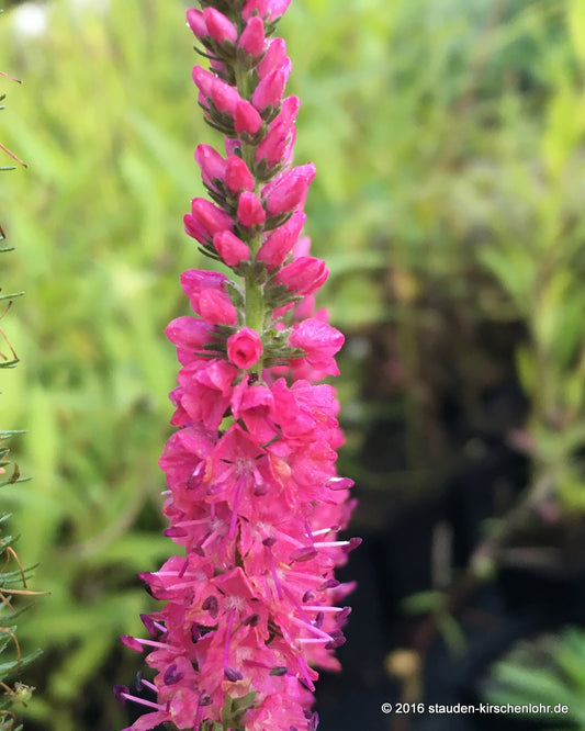 Veronica spicata 'Rotfuchs'
