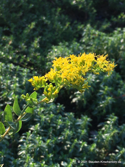 Solidago radula 'Flint Hills'