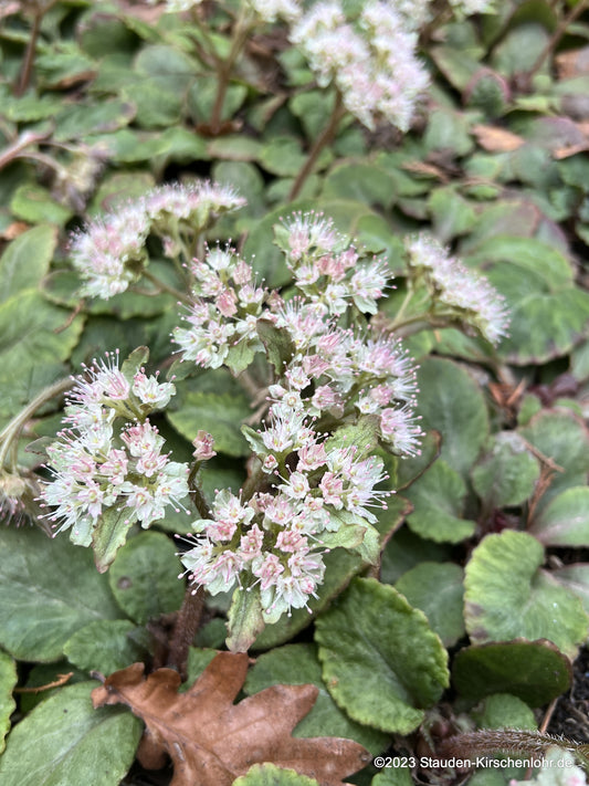 Chrysosplenium macrophyllum