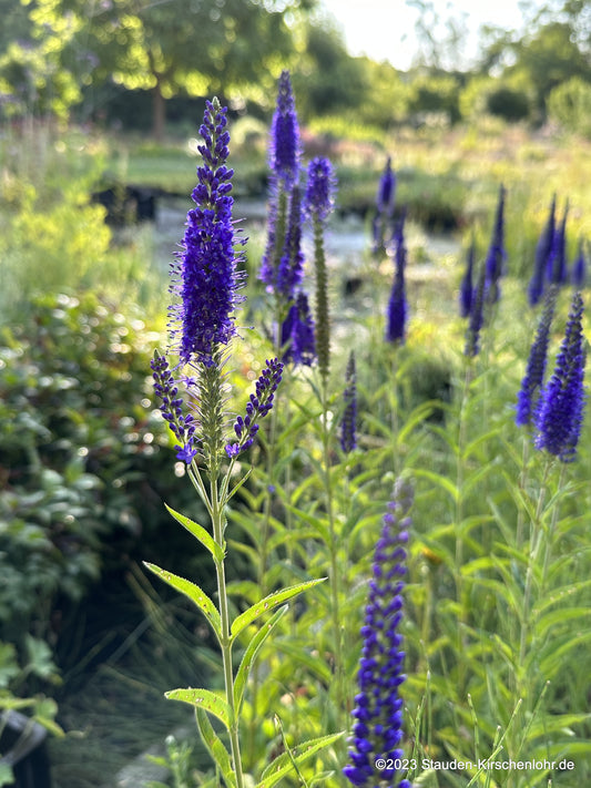 Veronica longifolia 'Marietta' ®