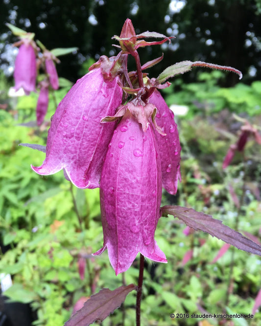 Campanula 'Wine 'n Rubies'