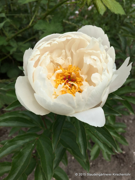 Paeonia 'Lois Kelsey'