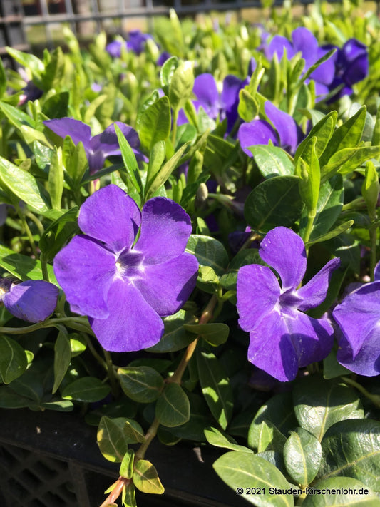 Vinca minor 'La Grave' ('Bowles')