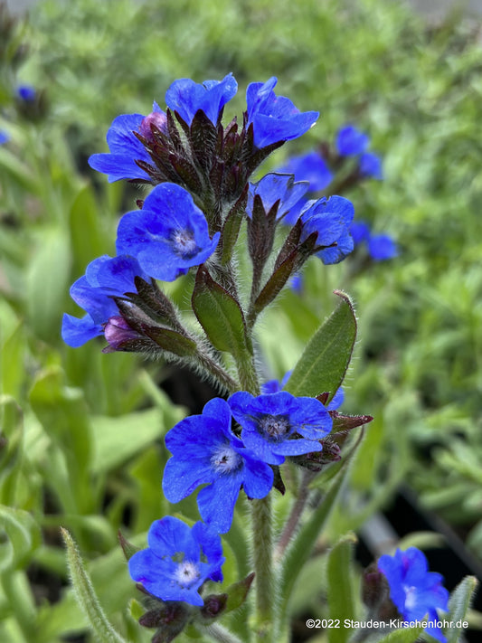 Anchusa azurea 'Loddon Royalist'