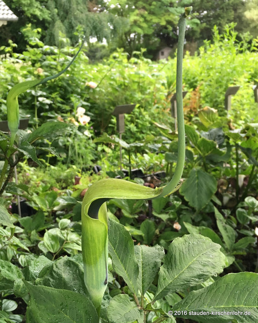 Arisaema tortuosum