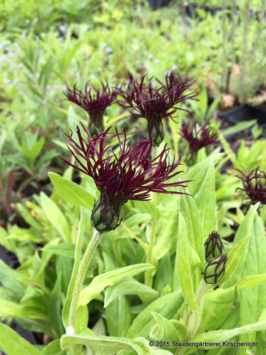 Centaurea montana 'Jordy'