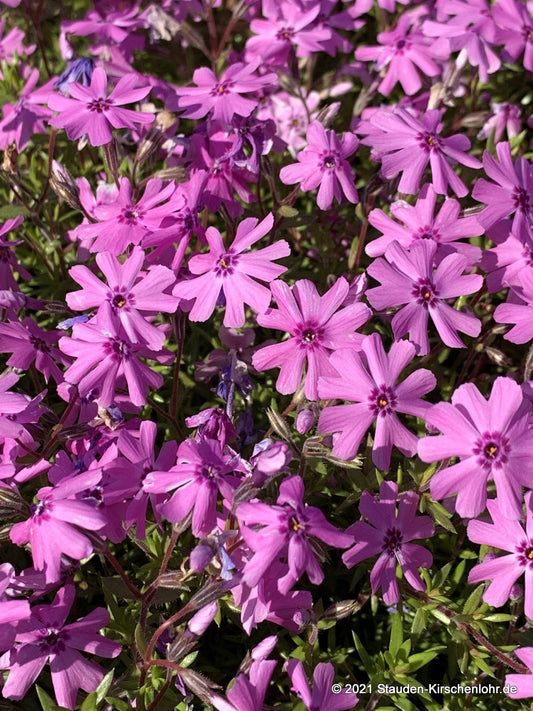 Phlox subulata 'Fort Hill'