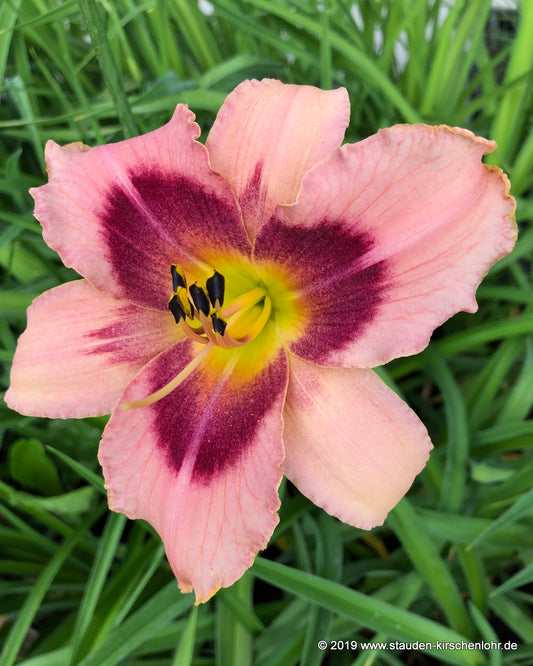 Hemerocallis 'Wineberry Candy'