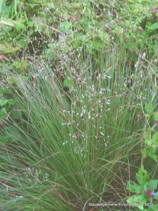 Sporobolus heterolepis 'Odorous Cloud'