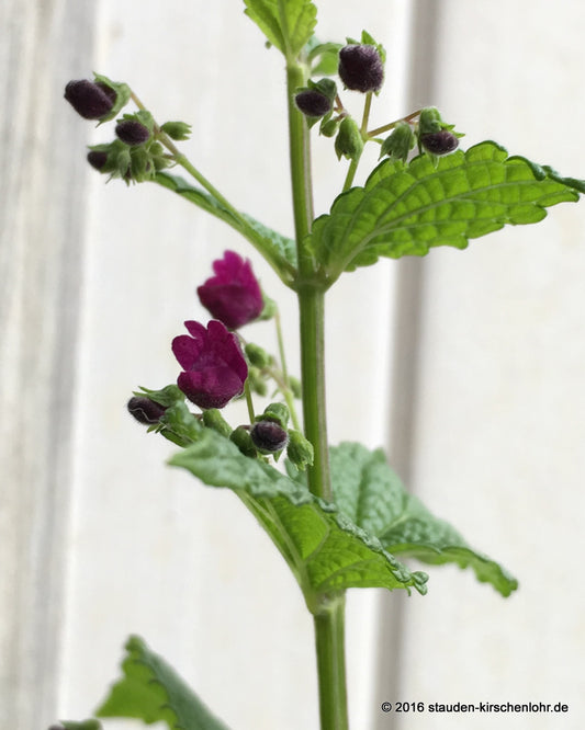 Isodon japonicus 'Arabana'