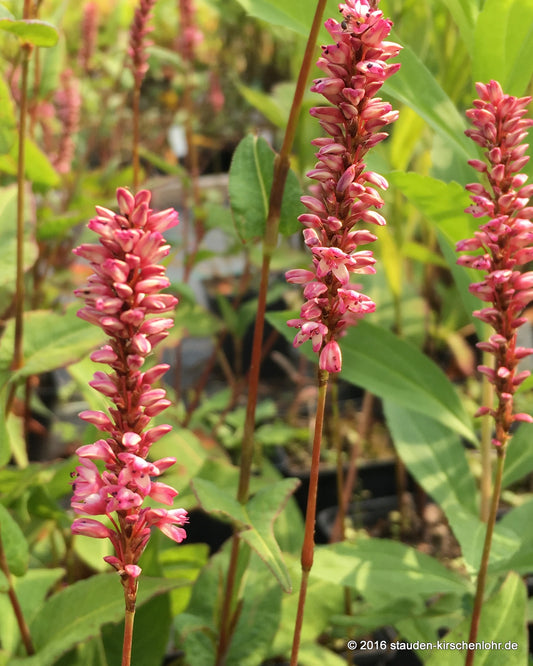 Bistorta amplexicaulis 'Early Pink Lady'
