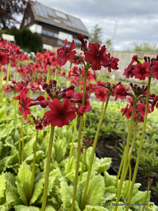 Primula japonica 'Millers Crimson'