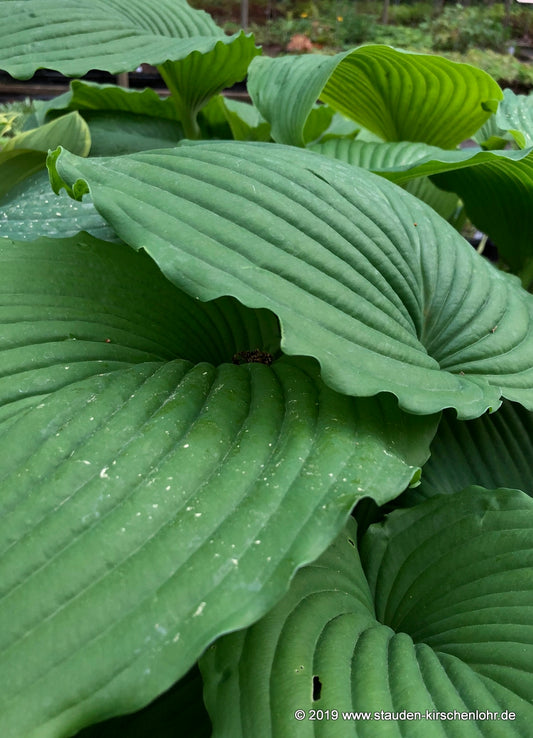 Hosta 'Niagara Falls'