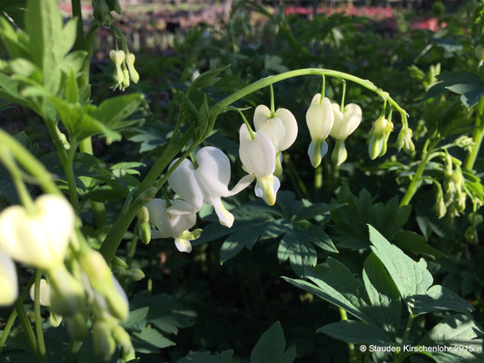 Lamprocapnos spectabilis 'Alba' (Dicentra)