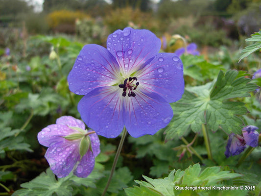 Geranium 'Rozanne' ®