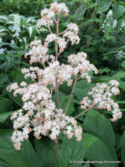 Rodgersia 'Badenweiler'