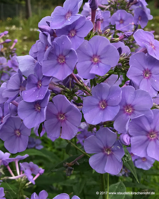 Phlox paniculata 'Sweet Summer Ocean' ®