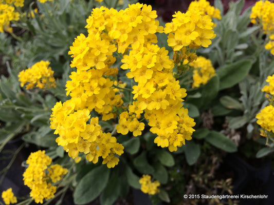 Aurinia saxatilis 'Compactum' (Alyssum)