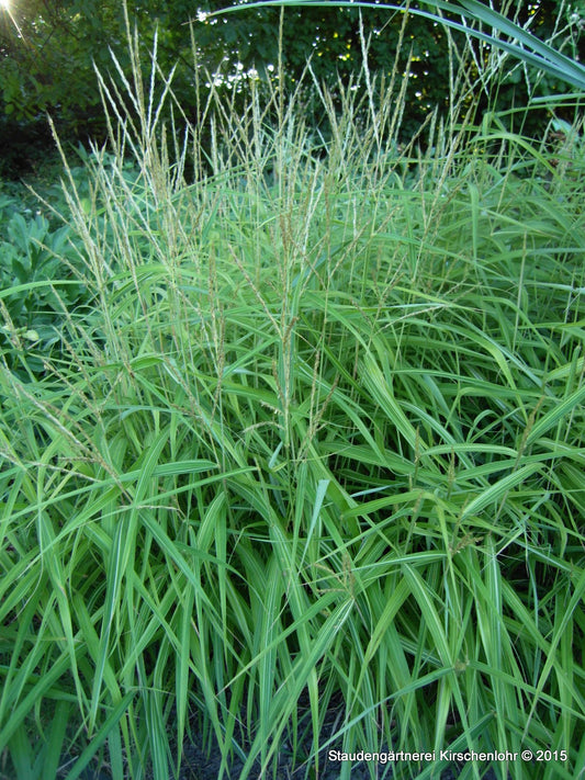 Miscanthus oligostachyus 'Nanus Variegatus'