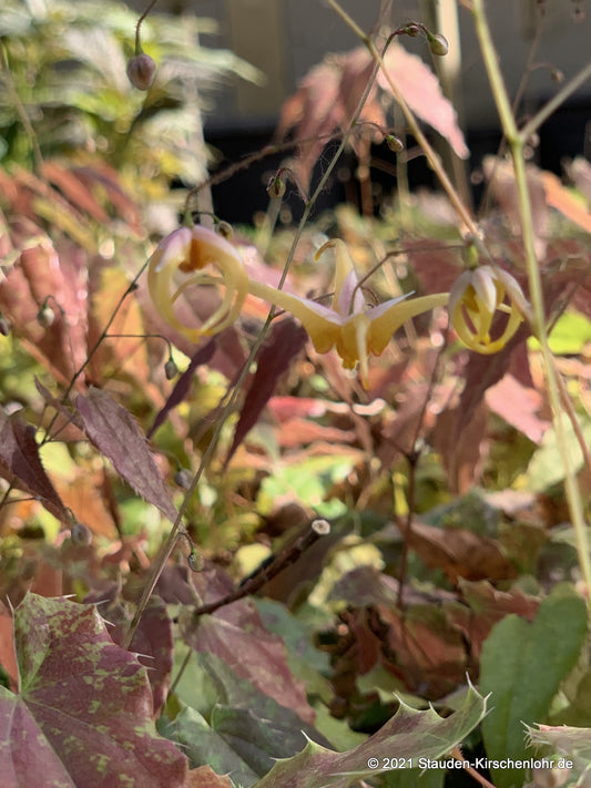 Epimedium 'Andre Charlier'